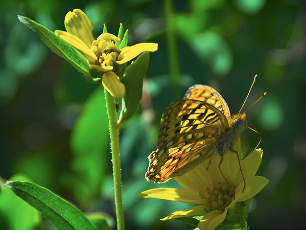 onna sunflower